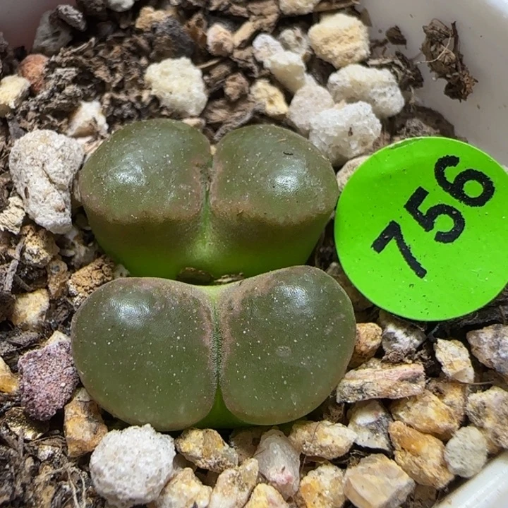 双头漂亮多肉植物756