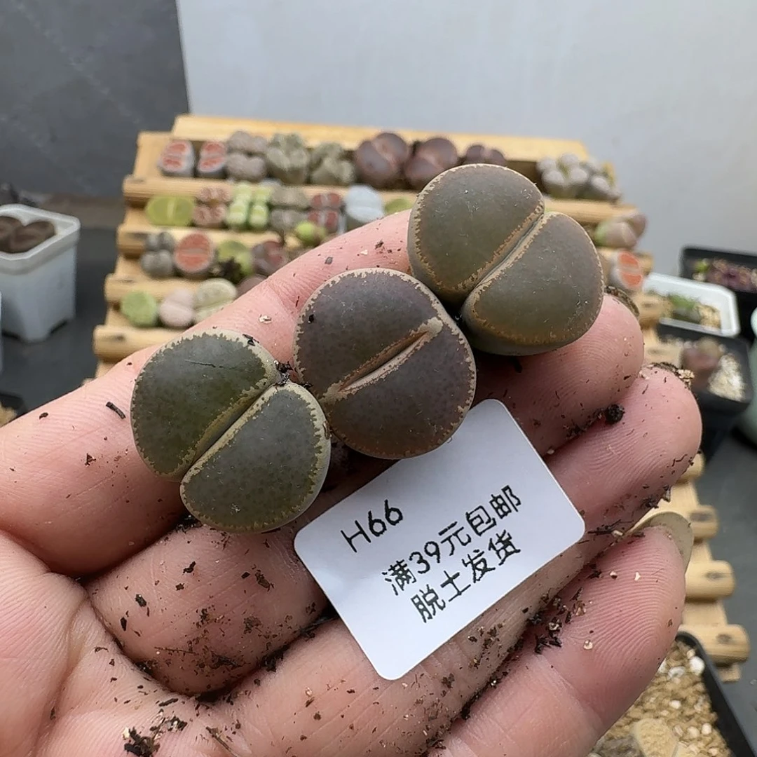 /***！66多肉哈哈哈哈哈哈哈