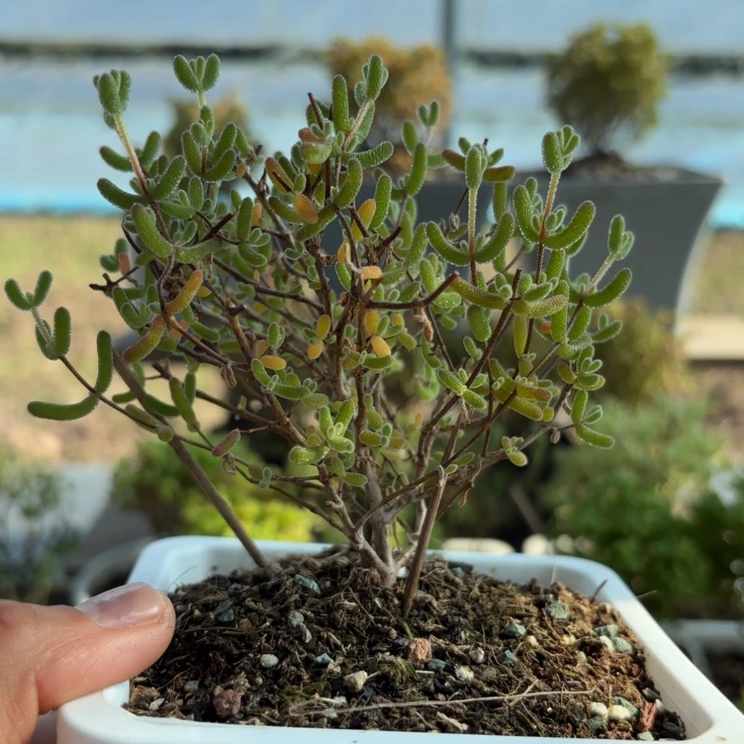 415冰糖枝干番杏福利