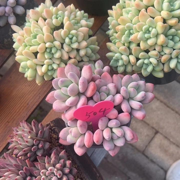 朝***姐多肉植物一物一拍