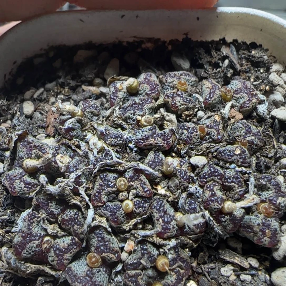 漂漂亮亮多肉植物187