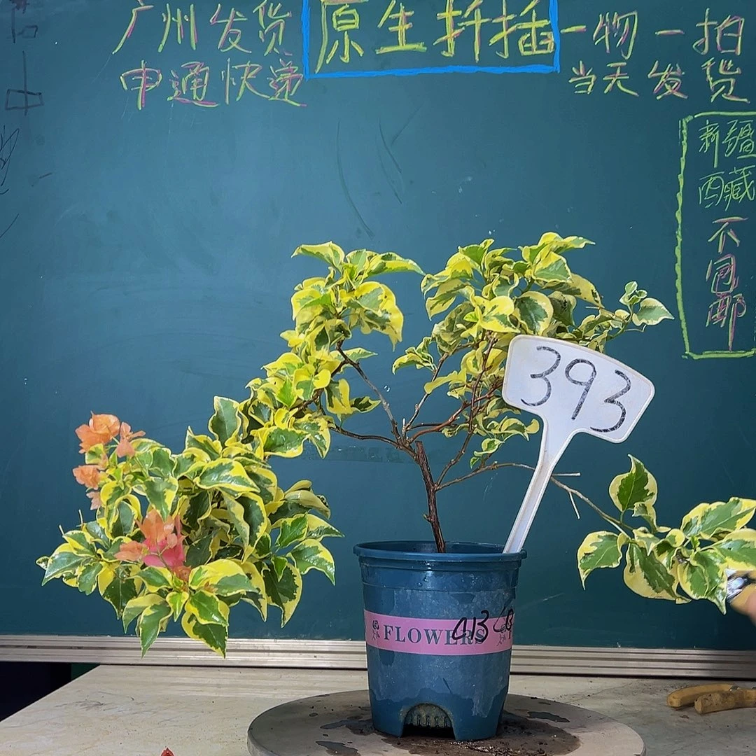 当前无花栽培后可以开花福利  橙冰  393