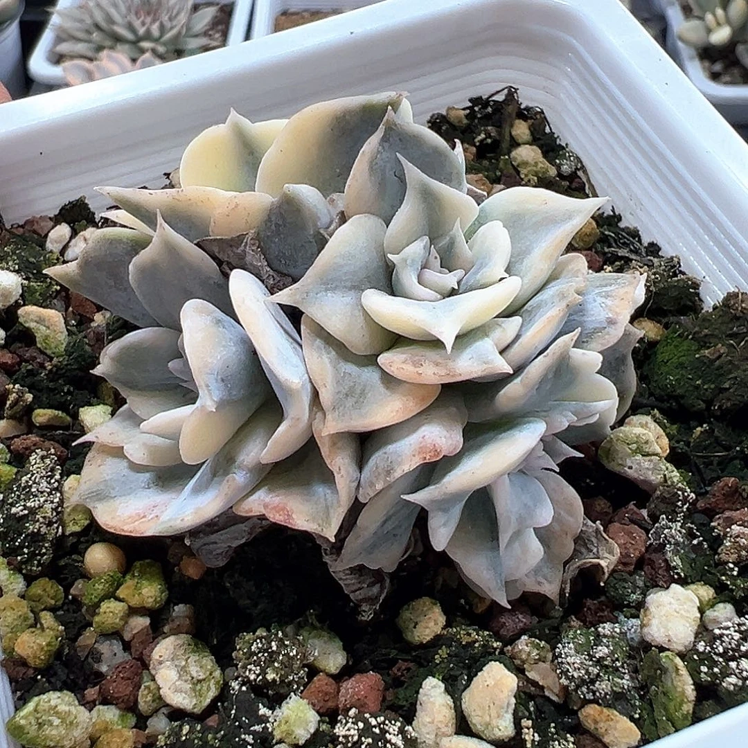 丽娜莲锦 一单包邮非偏远