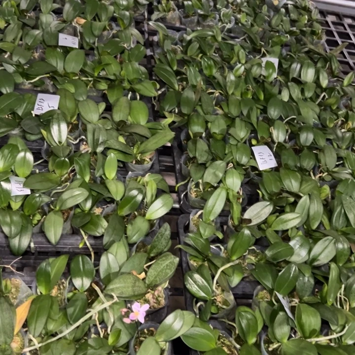 不开花植物林登X E Q1.7