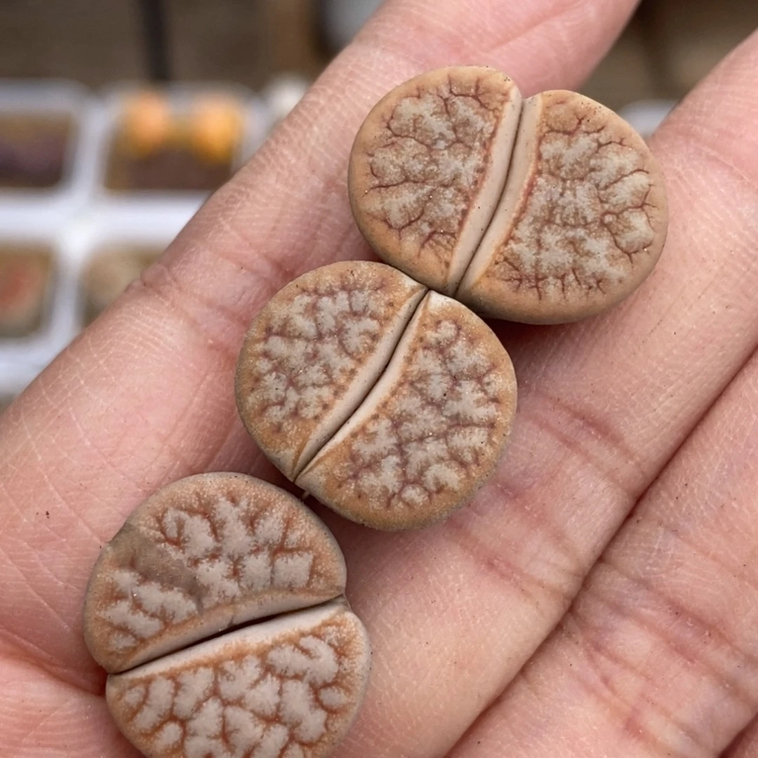 5241 三颗拿铁母本