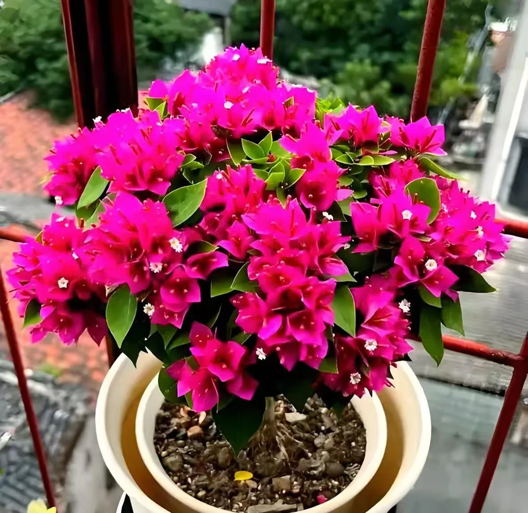 【李先生】小桃红！！重瓣三角梅盆栽四季开花耐寒耐热好养易活