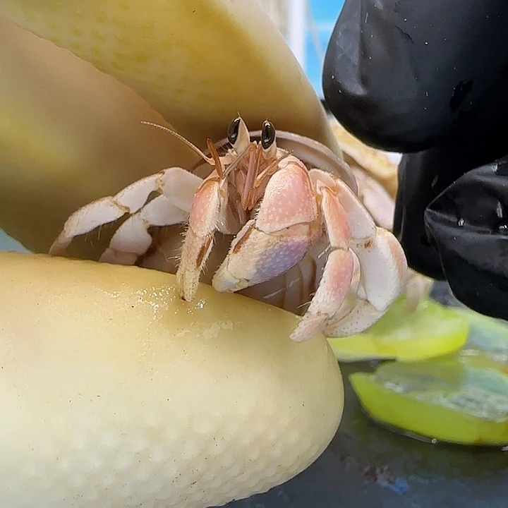 A20胖粉1.3cm口径