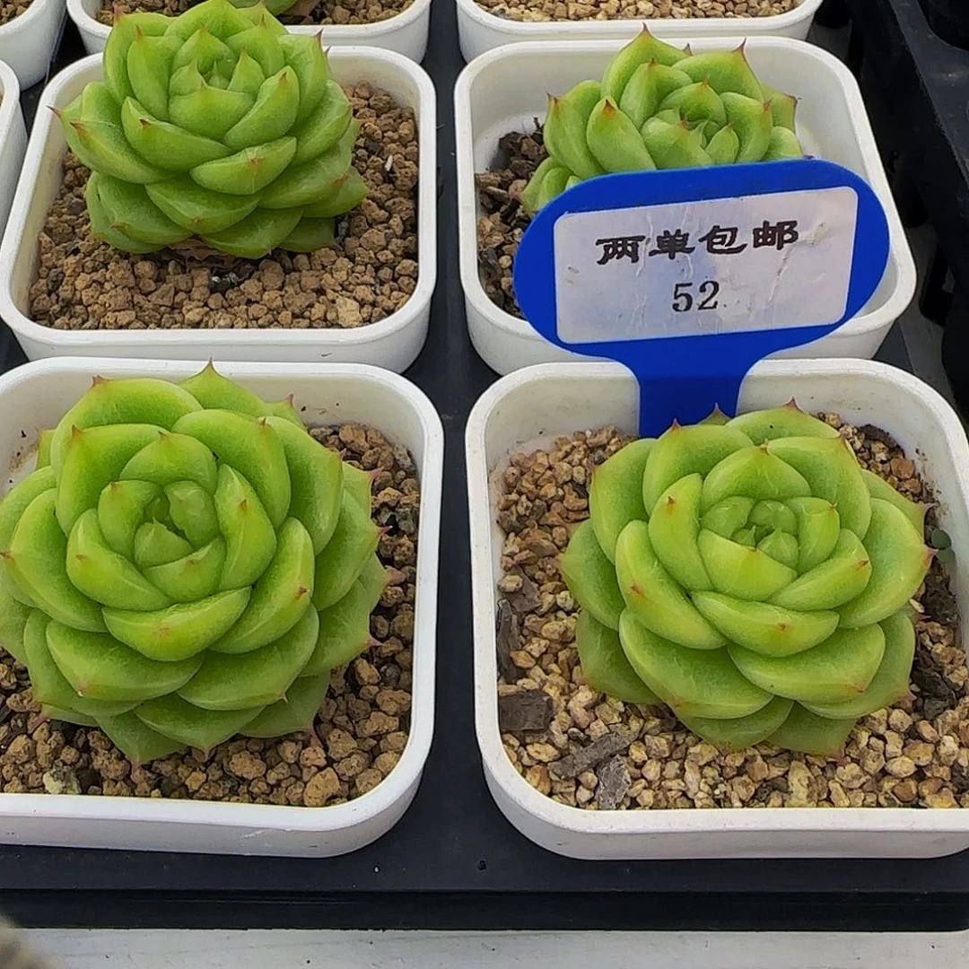 52-绿透珍妮麦杆单头一个