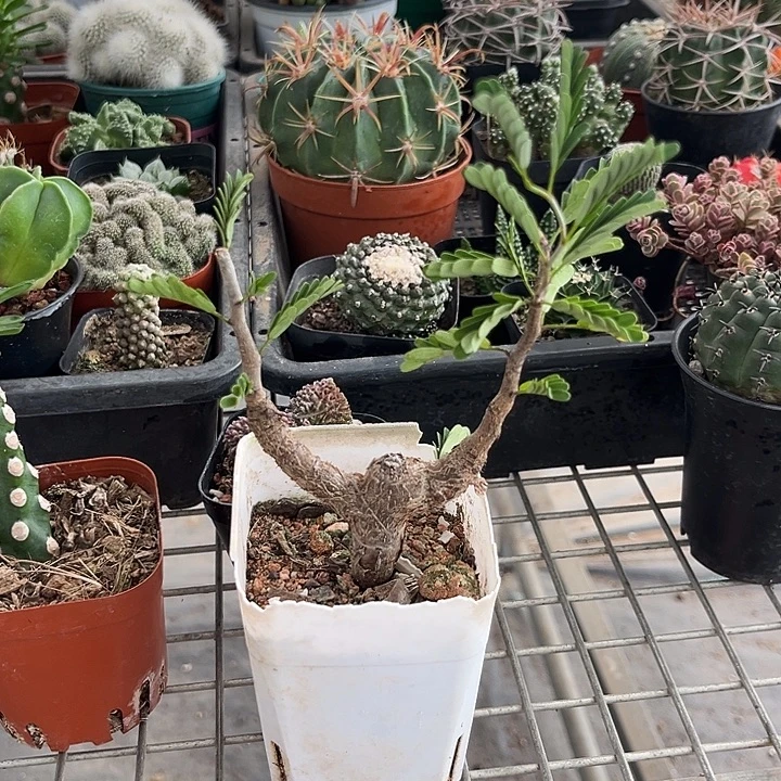 我也不知道我为什么要这样对