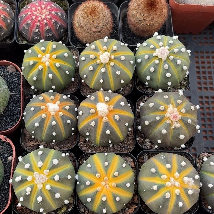 南瓜球仙人球仙人球