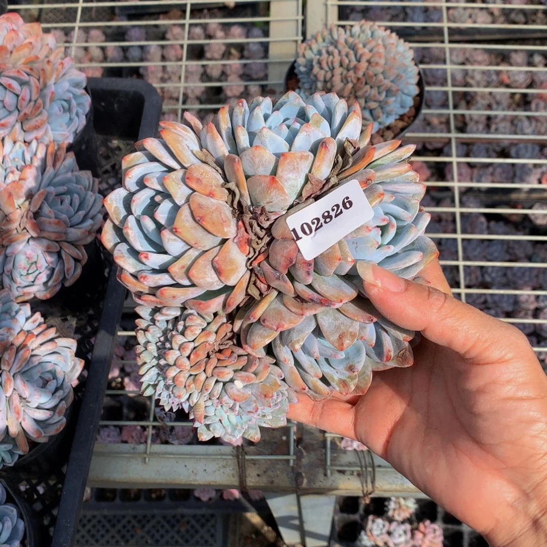 辰***星102826朵缀嗯嗯嗯嗯嗯嗯嗯嗯好喜欢