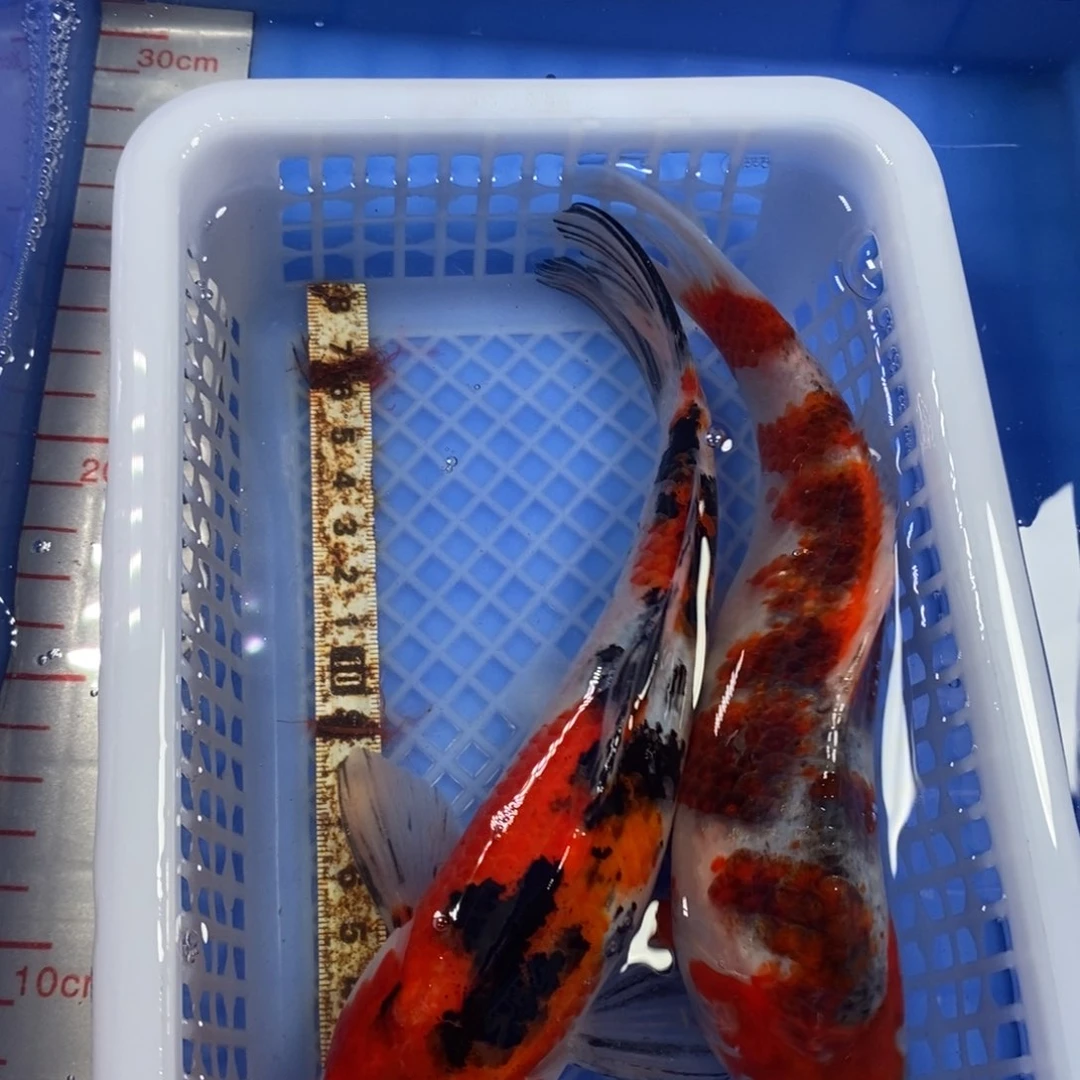 锦鲤冷水锦鲤包邮