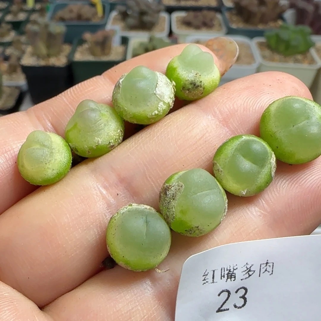 多肉植物拉登1一组23号