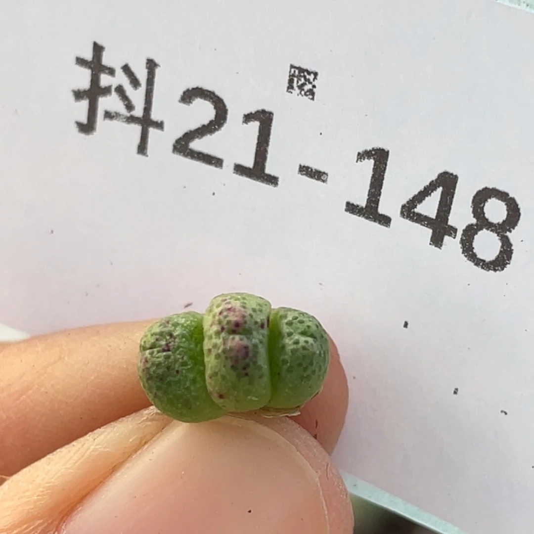 21-148斑马多肉植物