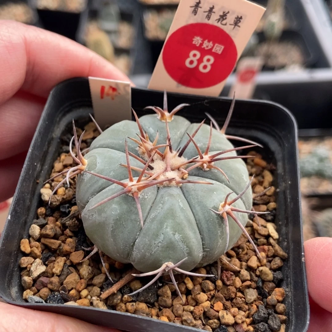 实生尖红丸平丸4.3cn