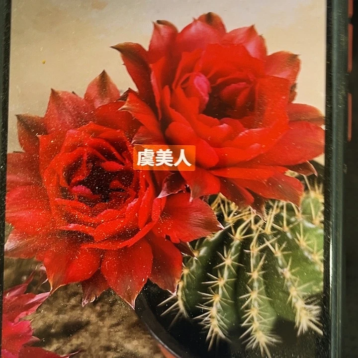 cc160虞美人侧芽歪5公分以上满18包邮