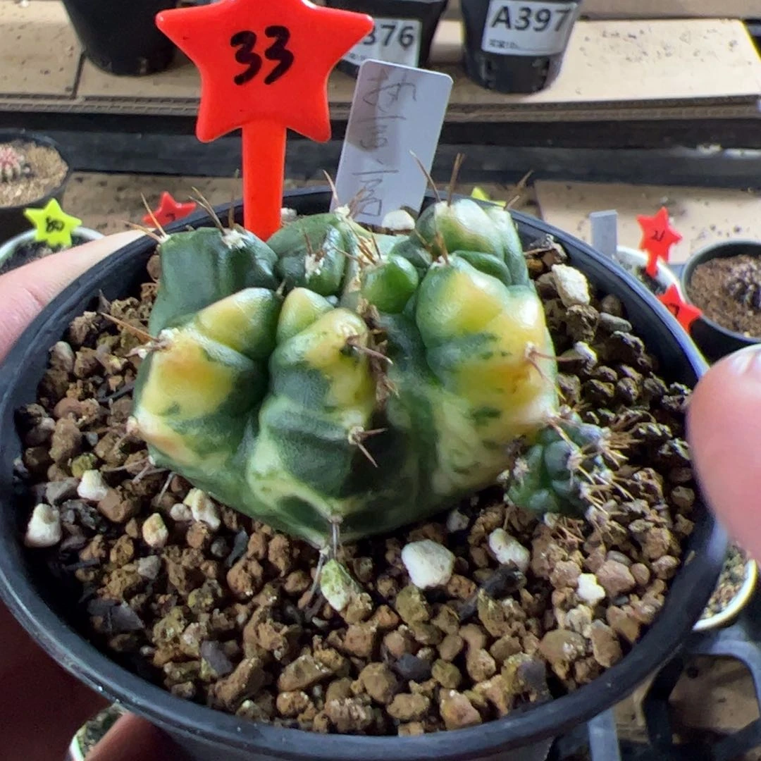 当前无花栽培后可以开花484