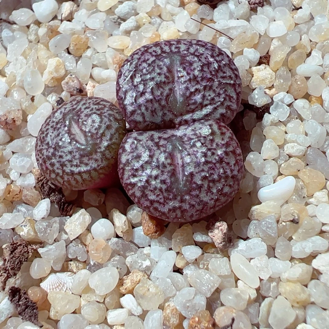 1110-155多肉多日密纹