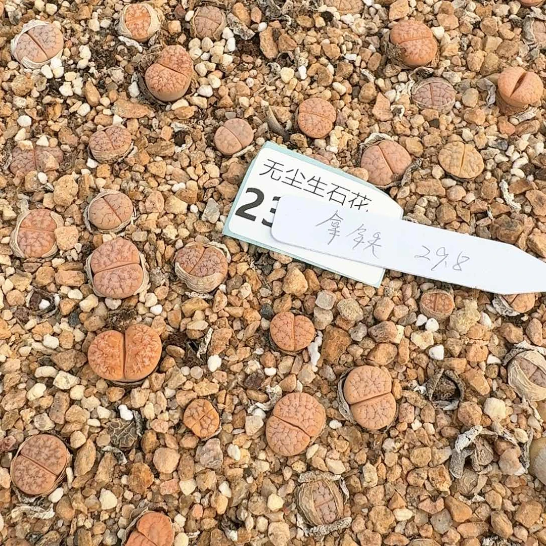 2****1清框特价23119脱土
