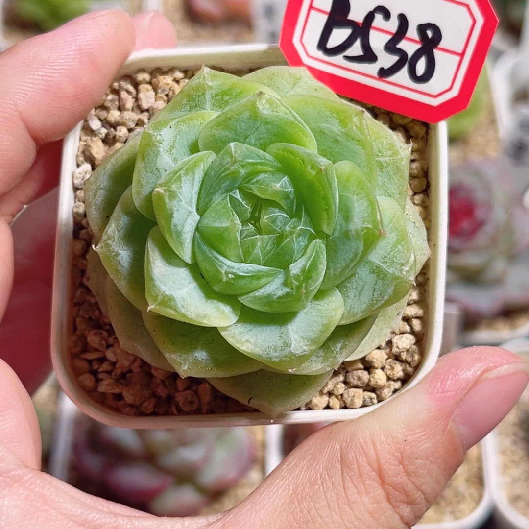 B538 一物一拍 宋锦