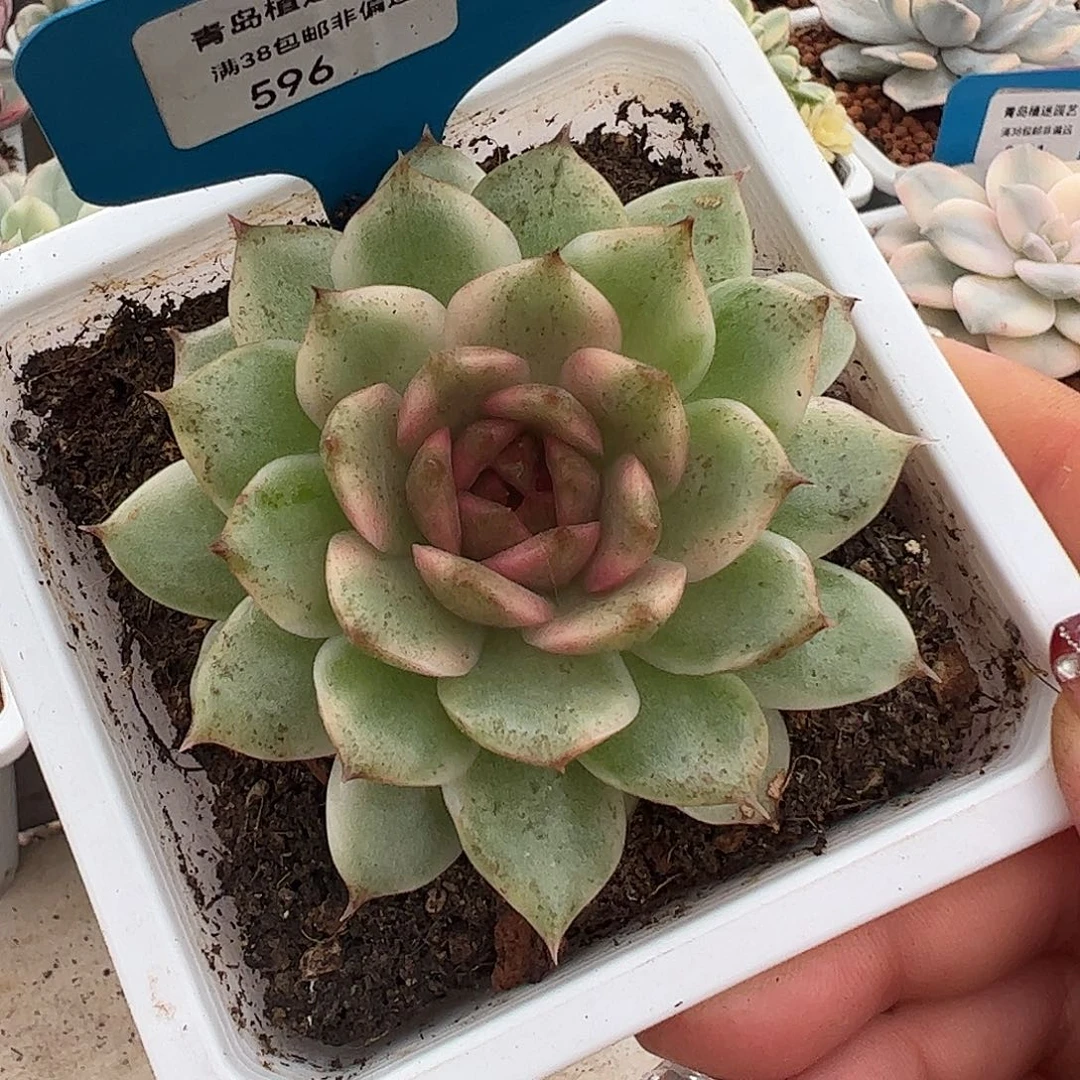 0596黑水晶锦糖心多肉植物