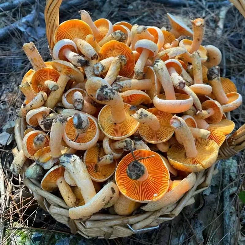 湖南湘西纯野生乌枞菌黄枞菌新鲜枞树菌深山采摘重阳菌可食用蘑