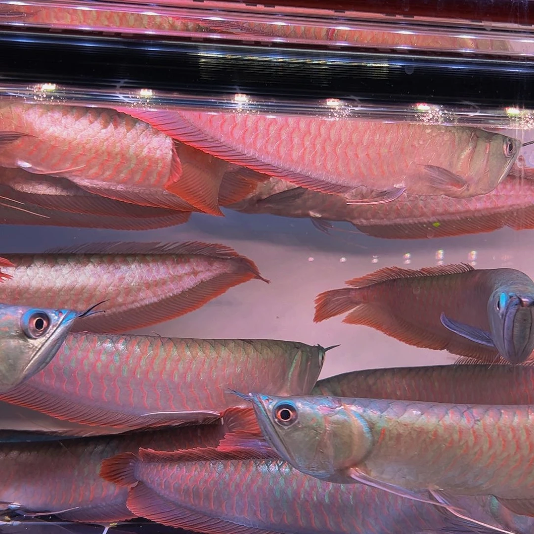 龙鱼红****走马来西亚七彩32