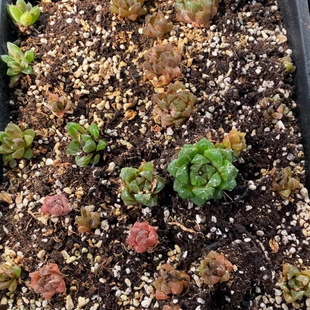 125 一颗实生苏皇玉露 新年整点福利