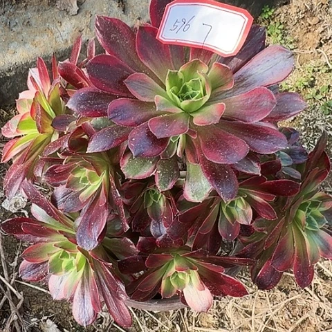 多肉植物安娜596号