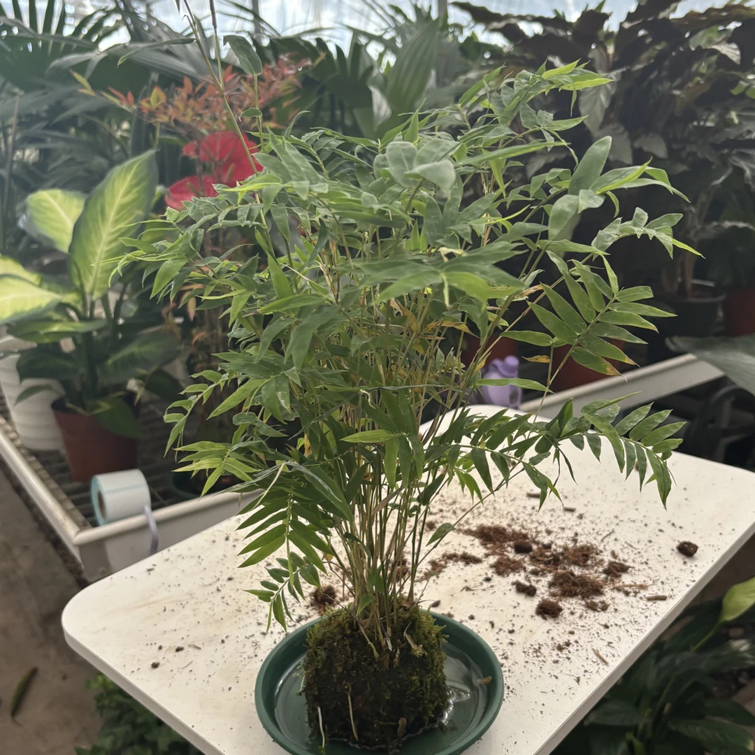 苔藓球矮种金明竹水培盆栽室内四季常青美观好养植物