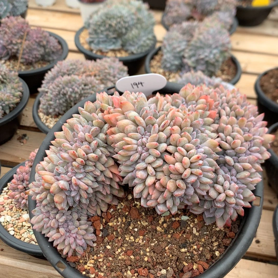 21厘米盘龙石榴籽缀 特价 194