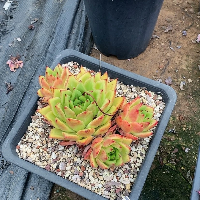 【闪购商品】橙乌木2461