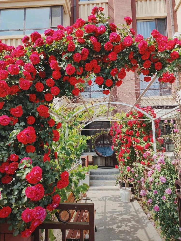 原盆土发鲁硕红1.6米四季开花抗病强长势快花期长不垂头可做拱门