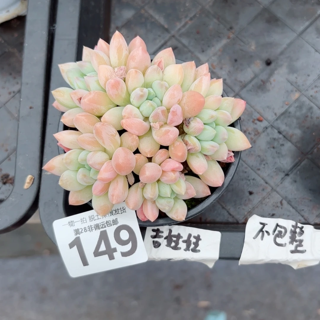 星空美人老桩无盆土发货