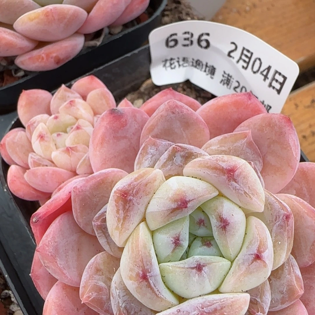 花语逸镜0204-636