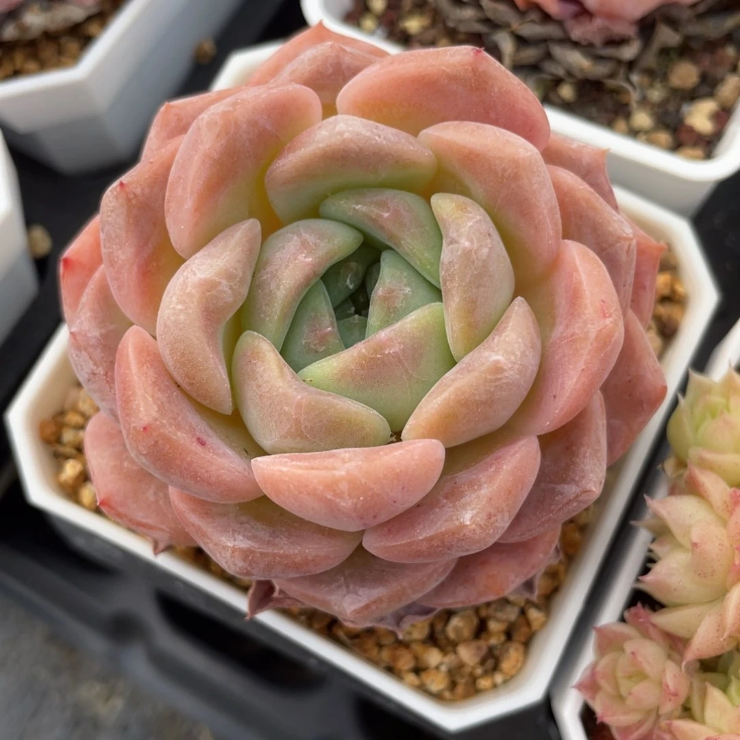 优选雪莲福利237