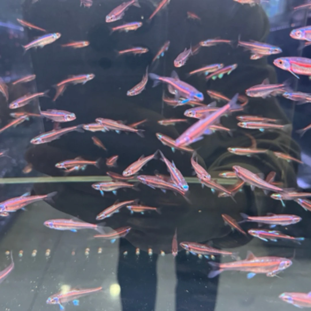 明天小鱼观赏鱼，紫光精灵小型广温淡水鱼，运输过程会产生惊色