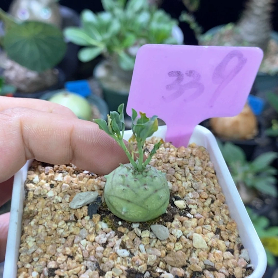 羊玉大戟多肉植物