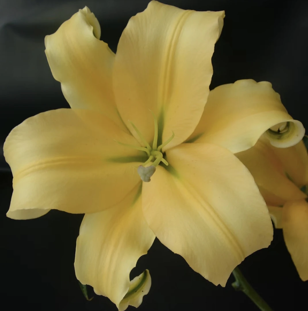 皇帝香水百合5支20个花苞，生鲜损耗20%不售后