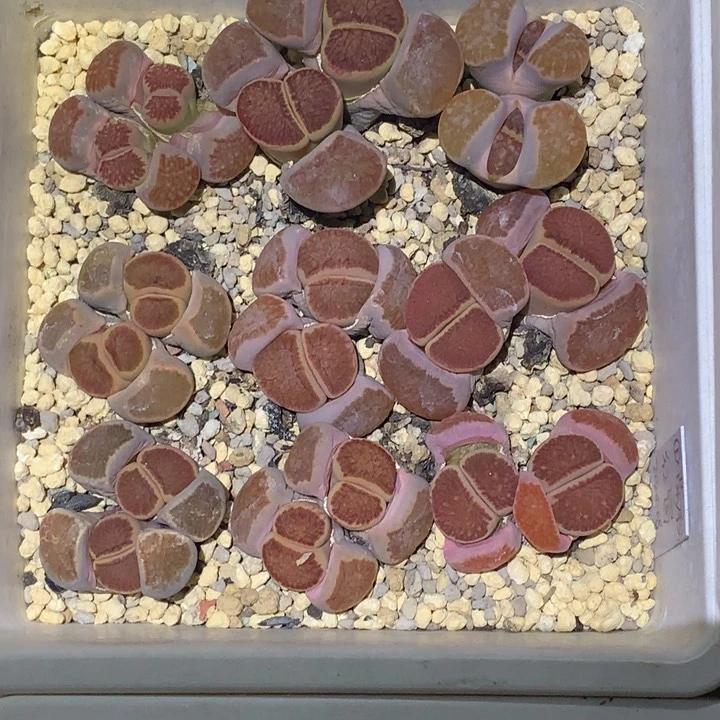 精品多肉植物大战僵尸先生们