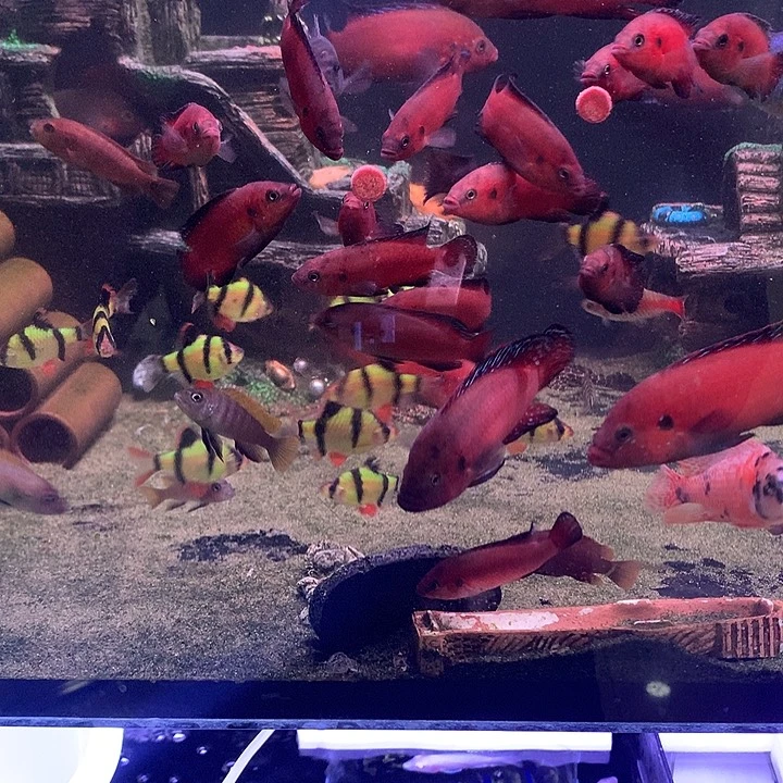 徐***思慈鲷鱼工具鱼1直播