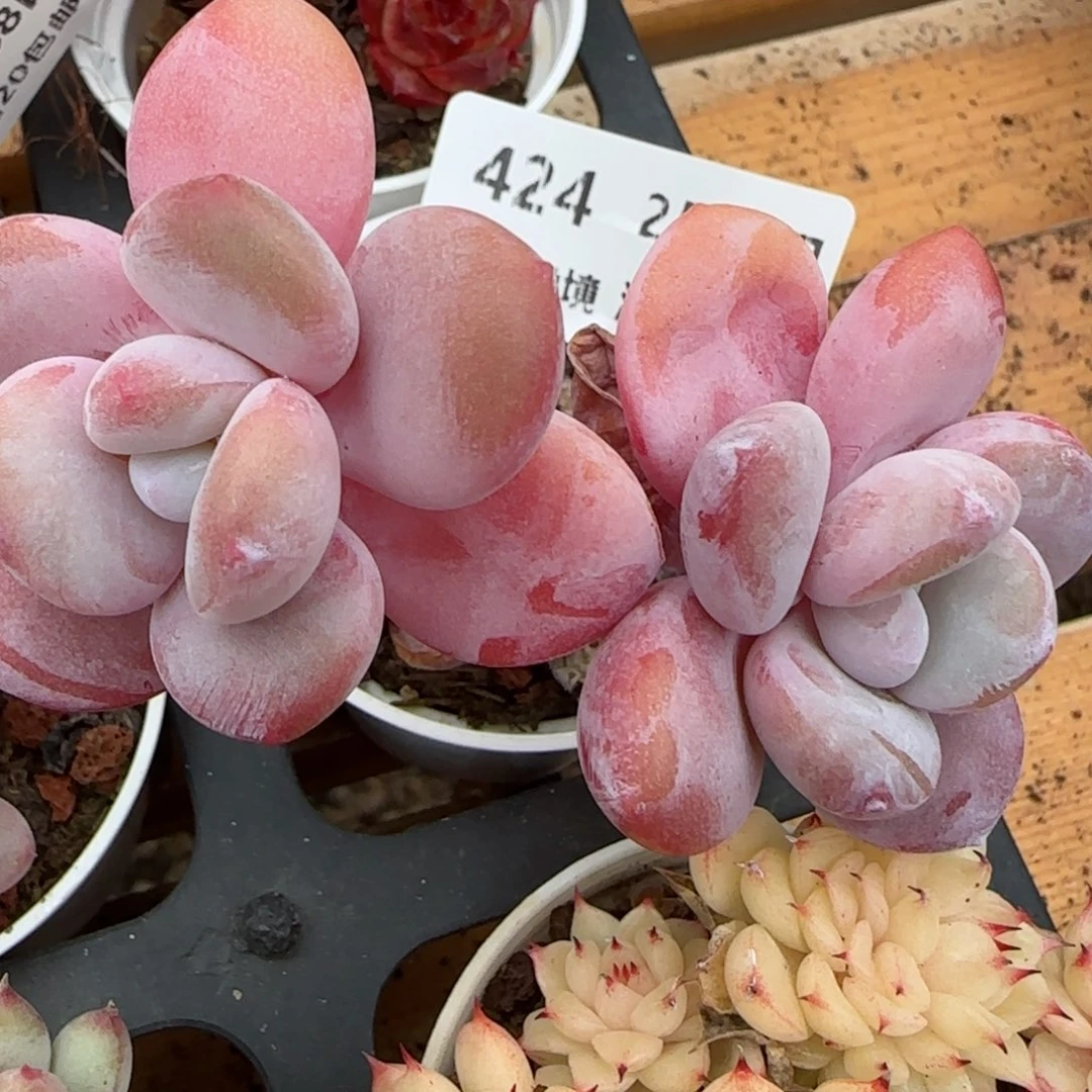 花语逸镜0208-424