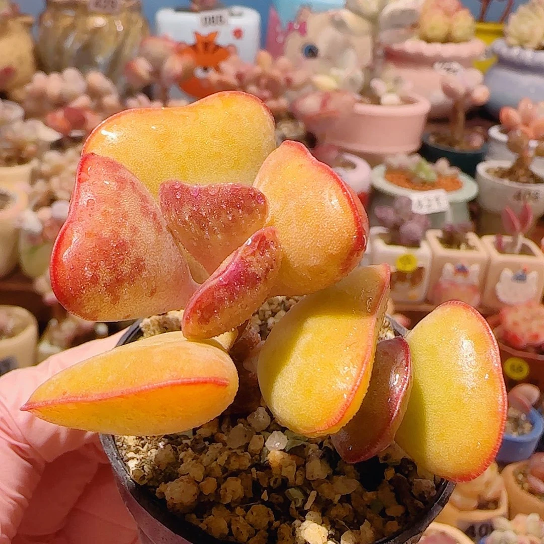 T爱心水泡盆口5cm