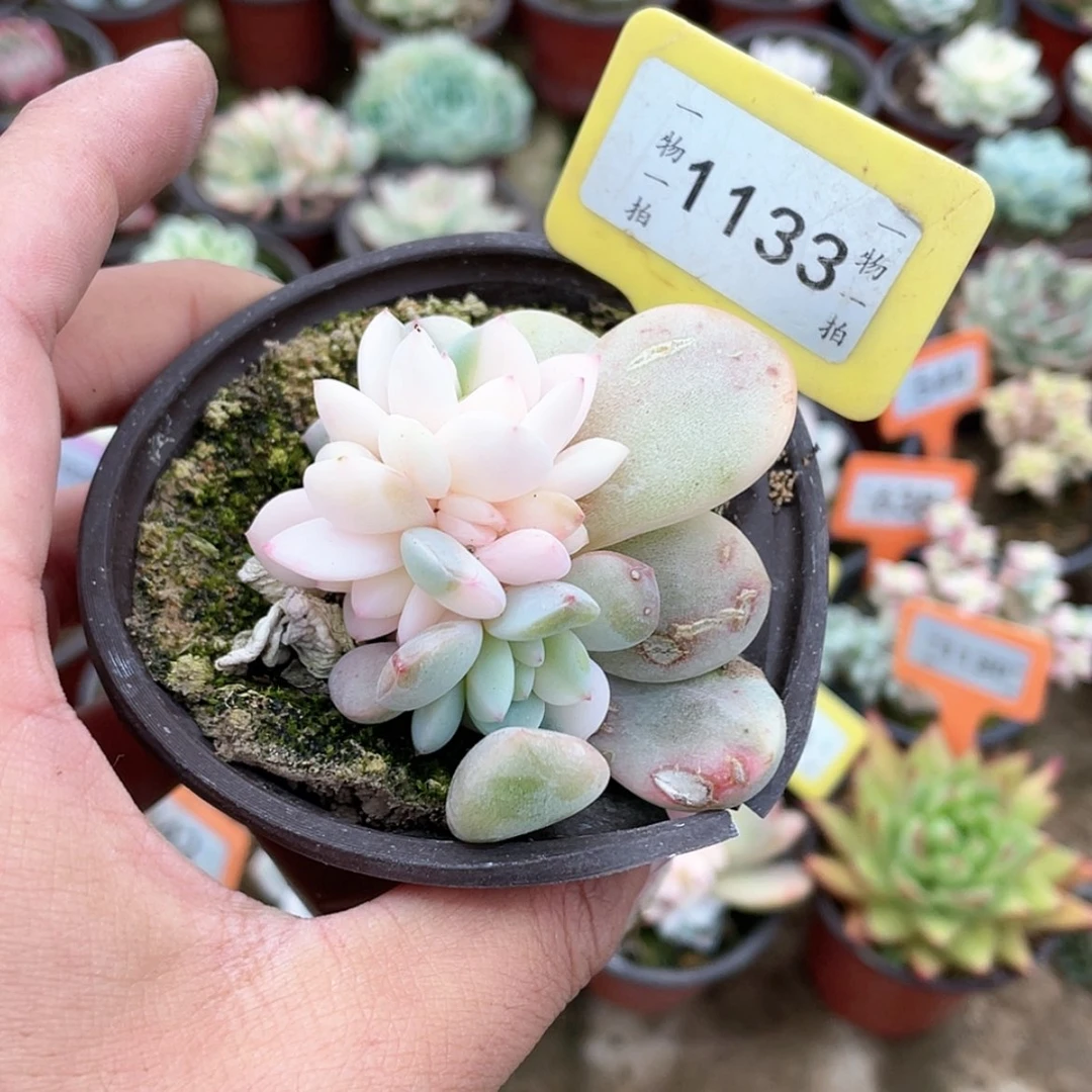 【闪购商品】1133号