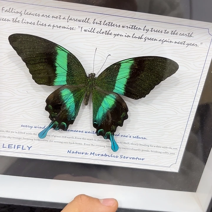 哦***豁蝴蝶标本定制687@