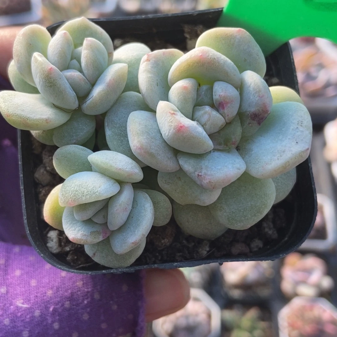 2085冰玉石化多肉植物