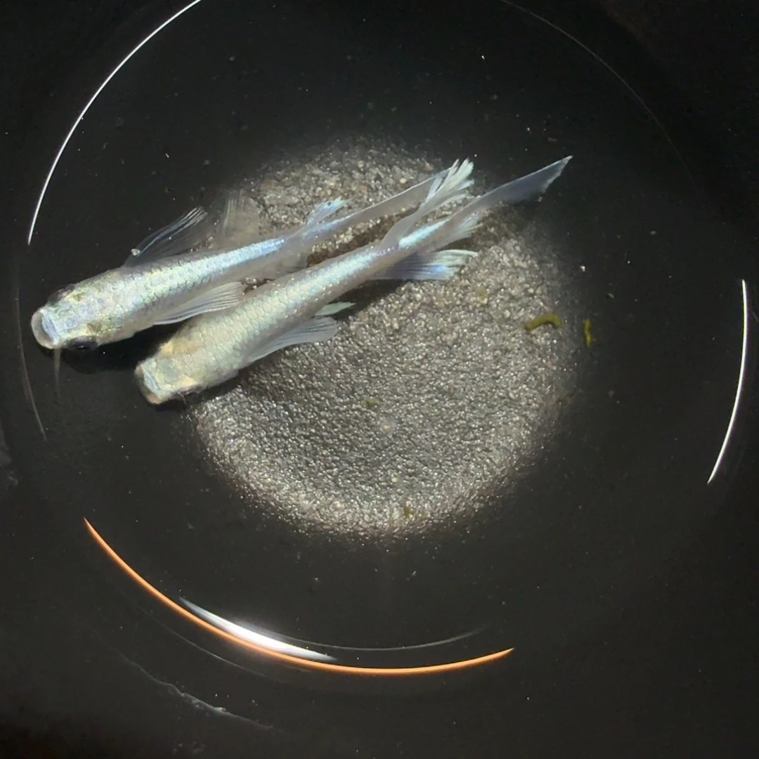 青鳉鱼021长鳍天使之翼一对