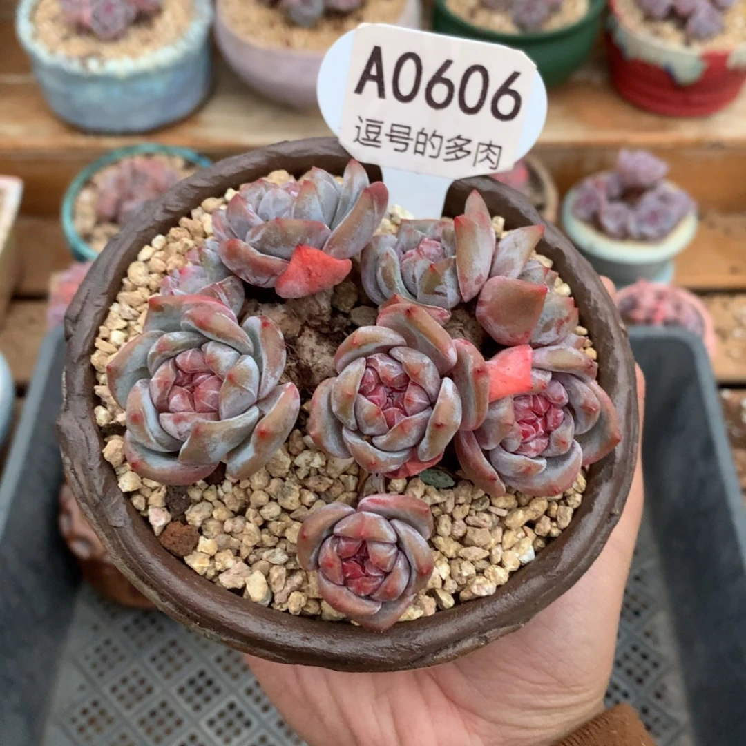 A0606 红宝石小树 有砍 9cm