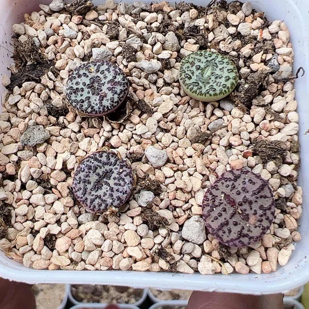无花朵脱土发4颗………………………