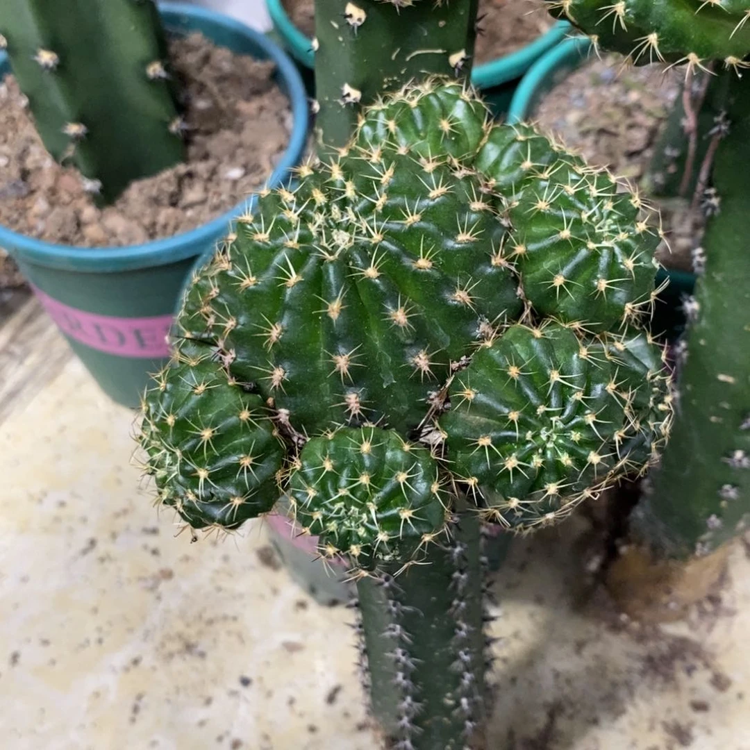 新品丽花L丽8母本绣谱群生